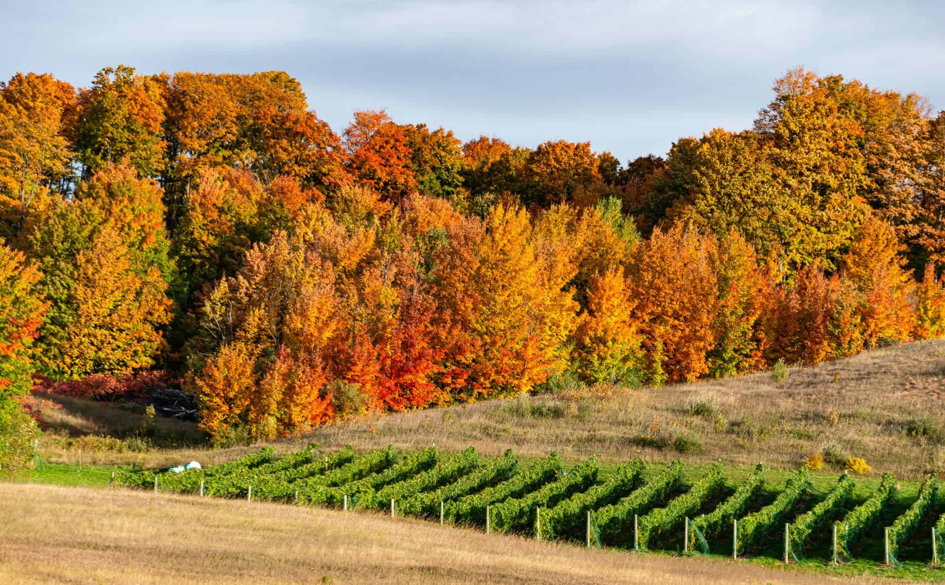 Uncork Michigan's Bounty: A Wineries and Vineyards Tour Guide
