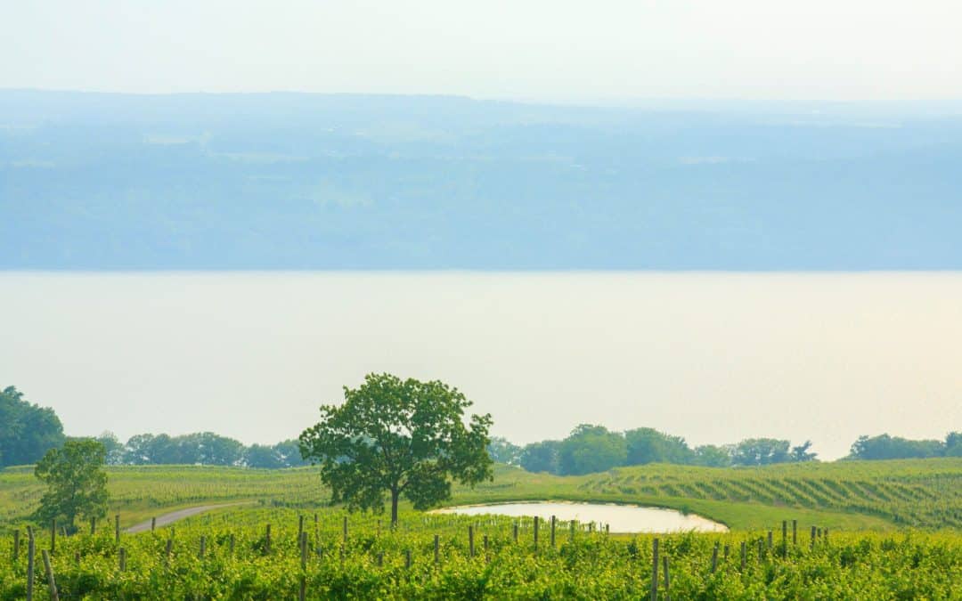 Uncork New York’s Bounty: A Wineries and Vineyards Tour Guide